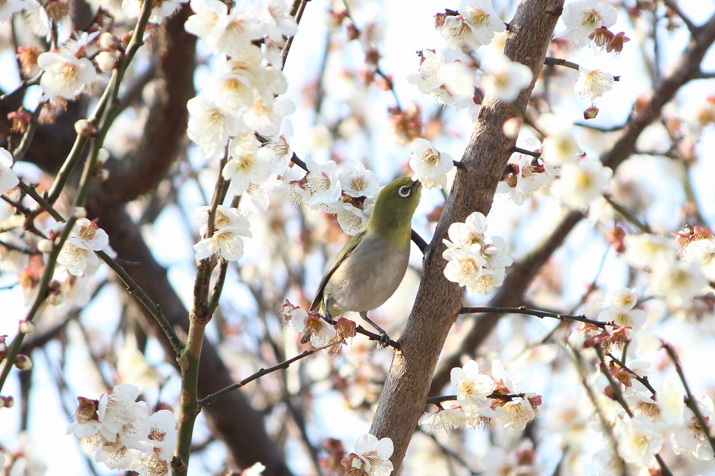 ★先週末の鳥類園(2016.2.27~28)_e0046474_2130398.jpg