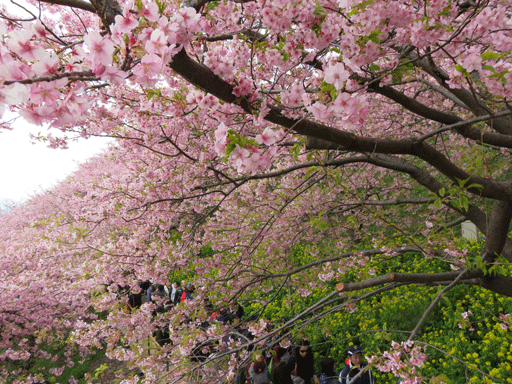 満開の河津桜と菜の花の共演_f0110488_17231217.gif