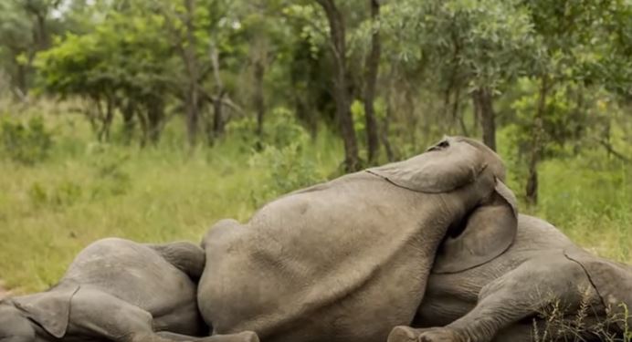 マルーラというフルーツ ２ 写真でイスラーム