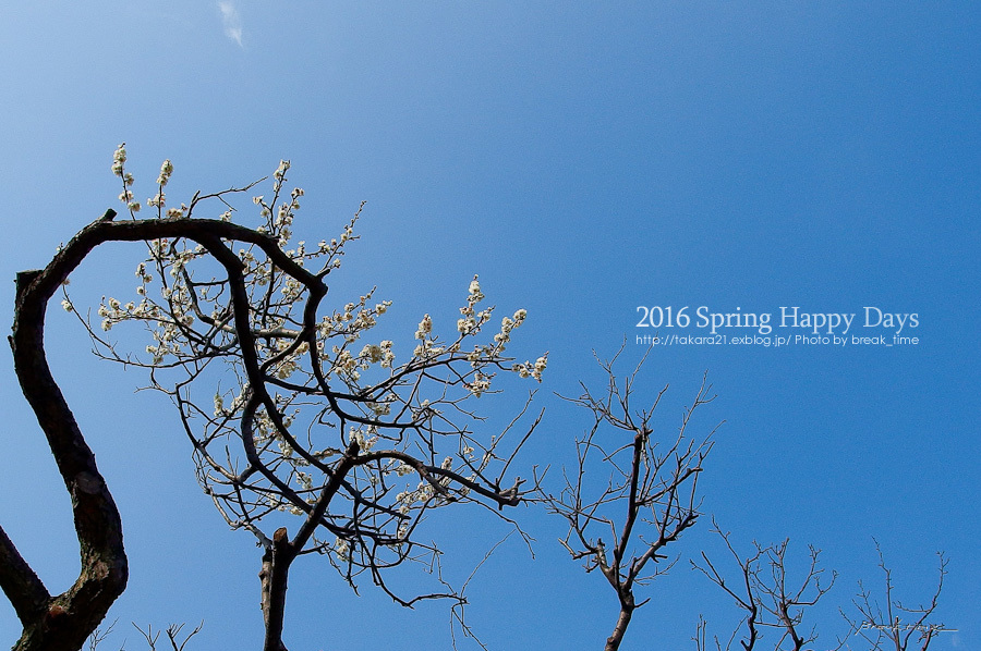 2016 Spring Happy Days_b0136403_23524338.jpg