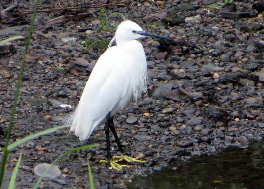 little egret_d0237913_08321083.jpg