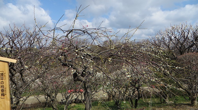 太陽の塔と梅まつり_c0280322_09165853.jpg