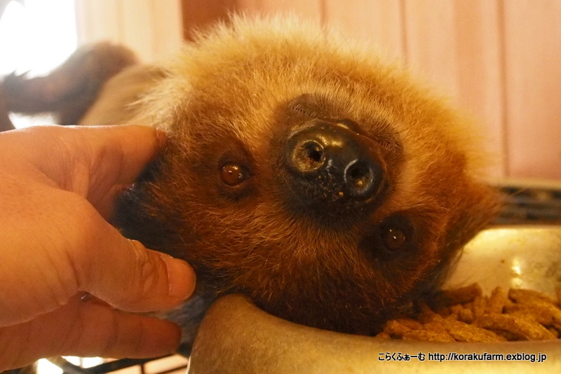 みさき公園「南米の森」ミニツアー その1～ナマケモノさんたち : こ