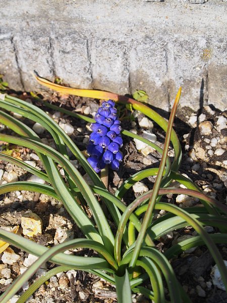16年3月5日 ブロック塀の下に咲くムスカリの花 今日の風に吹かれましょう