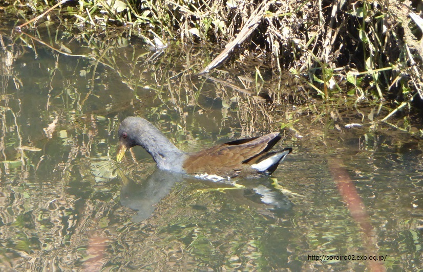 街に暮らす鳥　35　バン_d0288144_16333684.jpg