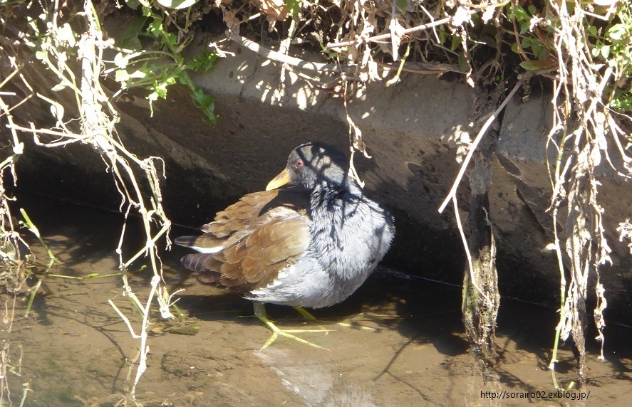 街に暮らす鳥　35　バン_d0288144_16335950.jpg