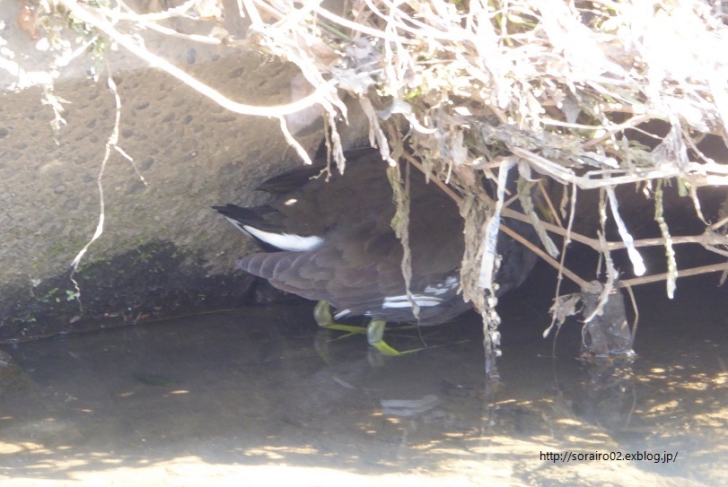 街に暮らす鳥　35　バン_d0288144_16341214.jpg