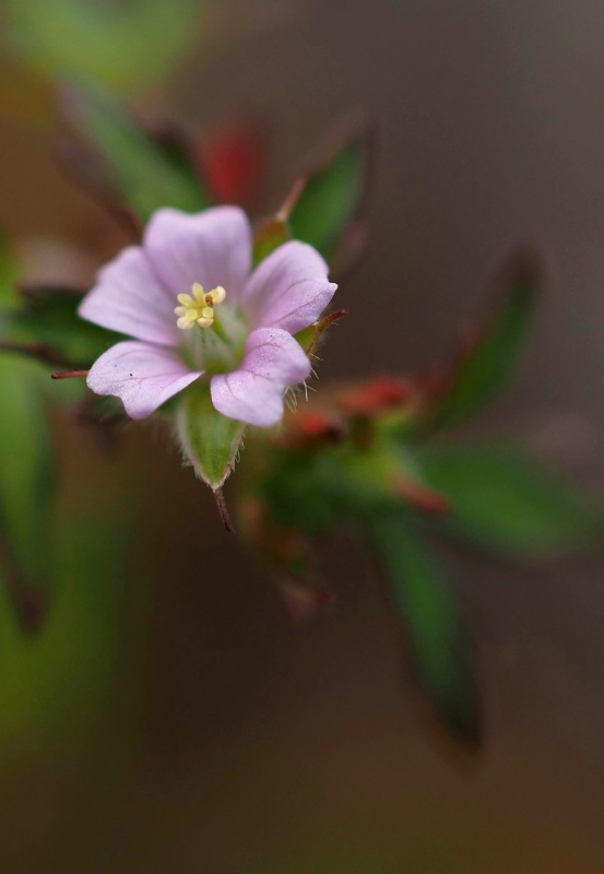 野の花いろいろ　☆_d0146247_20124651.jpg