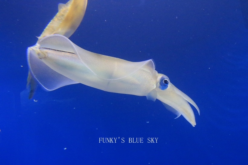 in blue_c0145250_10234820.jpg
