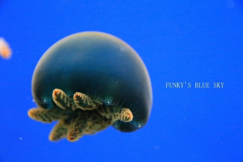 in blue_c0145250_10235903.jpg