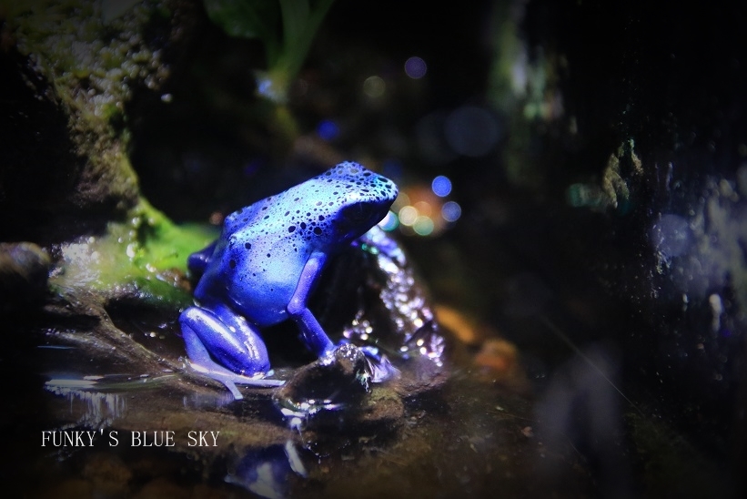 in blue_c0145250_10240811.jpg