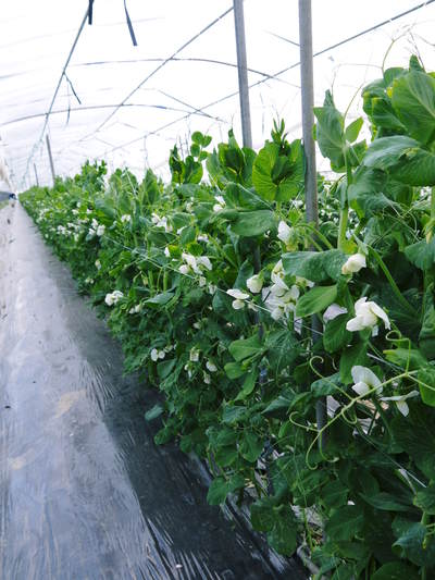 スナップエンドウ「シャキ甘“菊光”」 シャキっと甘い旨さと美しさで大好評販売中!!_a0254656_18142270.jpg