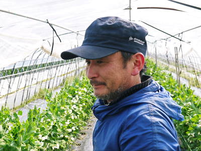 スナップエンドウ「シャキ甘“菊光”」 シャキっと甘い旨さと美しさで大好評販売中!!_a0254656_1829080.jpg