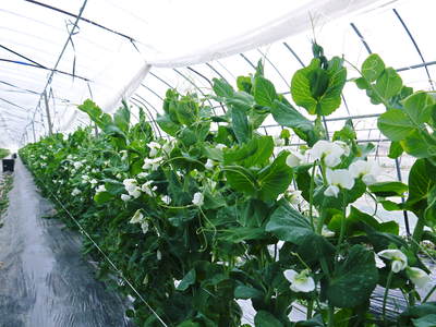 スナップエンドウ「シャキ甘“菊光”」 シャキっと甘い旨さと美しさで大好評販売中!!_a0254656_18313622.jpg