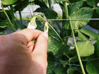 スナップエンドウ「シャキ甘“菊光”」 シャキっと甘い旨さと美しさで大好評販売中!!_a0254656_19264047.jpg