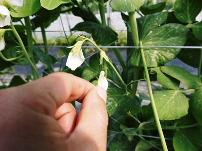 スナップエンドウ「シャキ甘“菊光”」 シャキっと甘い旨さと美しさで大好評販売中!!_a0254656_19265795.jpg