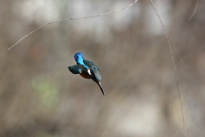 3月1日の水元公園の野鳥・カワセミ・チョウゲンボウ_d0350160_2353539.jpg