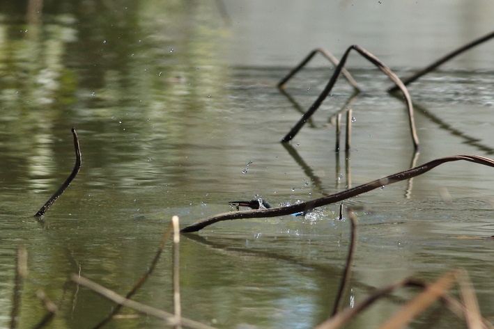 3月1日の水元公園の野鳥・カワセミ・チョウゲンボウ_d0350160_2358266.jpg