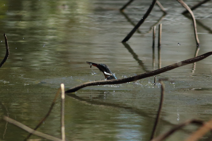 3月1日の水元公園の野鳥・カワセミ・チョウゲンボウ_d0350160_23584995.jpg