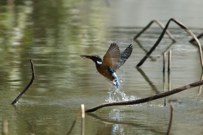 3月1日の水元公園の野鳥・カワセミ・チョウゲンボウ_d0350160_23592877.jpg