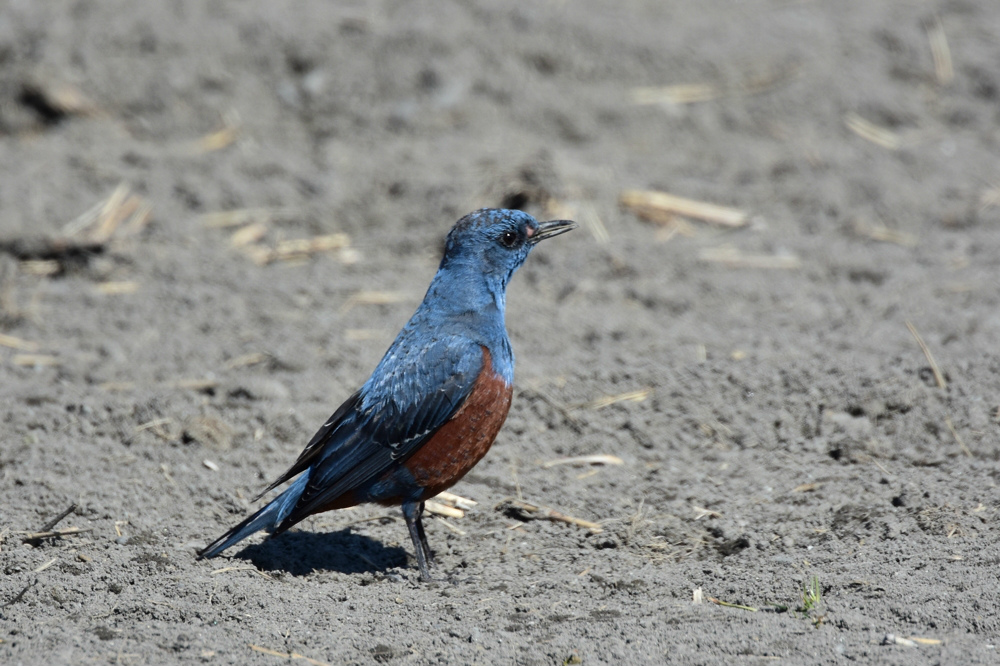 田圃のイソヒヨドリ_f0053272_827201.jpg