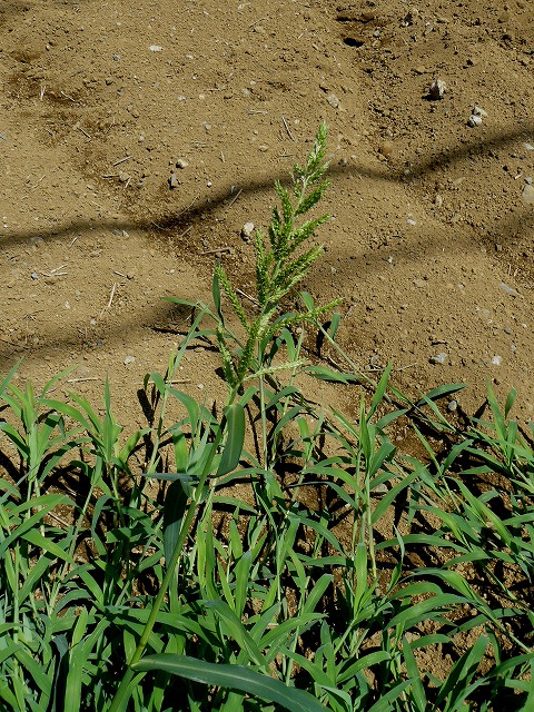 d0019074_1125734.jpg