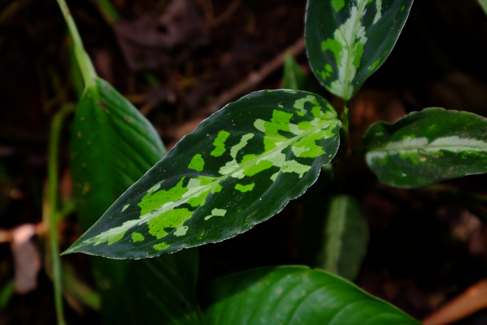 Aglaonema pictum\"ちゃれんじ　ざ　あぐら\"（16春）IBU from Sibolga timur【AZ0216-2】_a0067578_1121572.jpg