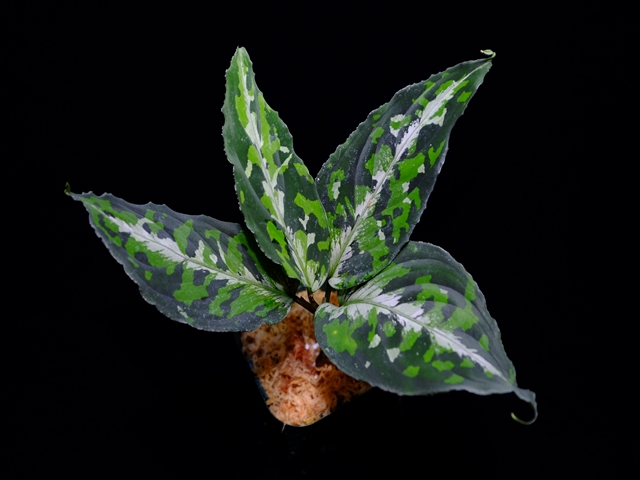 Aglaonema pictum\"Multi color typeD\"JKT from Padang Sidempuan【AZ0215-1】No1_a0067578_2318494.jpg