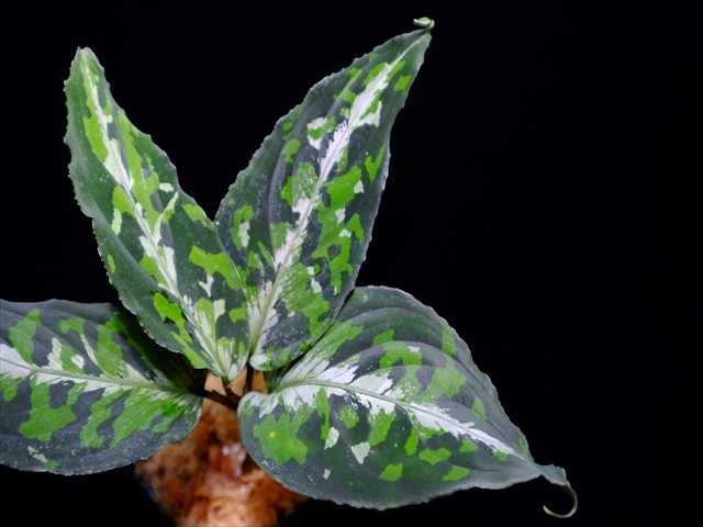 Aglaonema pictum\"Multi color typeD\"JKT from Padang Sidempuan【AZ0215-1】No1_a0067578_2319872.jpg