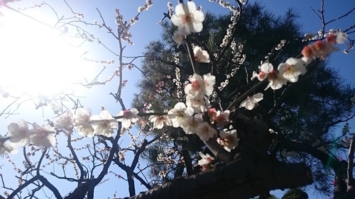 「梅の花」_a0075684_0493363.jpg