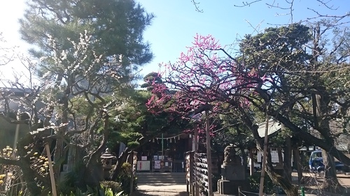「梅の花」_a0075684_0493480.jpg