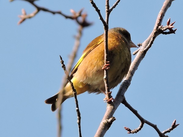 お城周辺の野鳥_a0338484_13345507.jpg