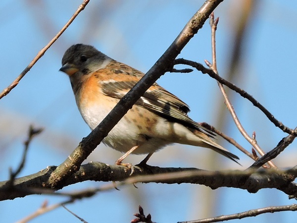 お城周辺の野鳥_a0338484_13355293.jpg