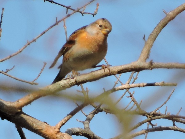 お城周辺の野鳥_a0338484_13371018.jpg