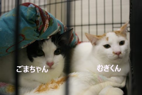 むぎ君 新生活スタート!_f0242002_001347.jpg