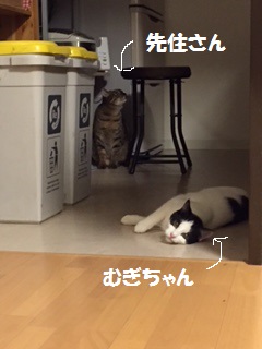 むぎ君 新生活スタート!_f0242002_102696.jpg