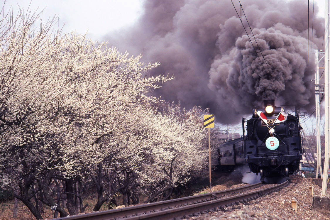 梅と黒煙 - 秩父鉄道 - _b0190710_2332388.jpg