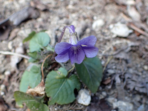e0293913_975319.jpg