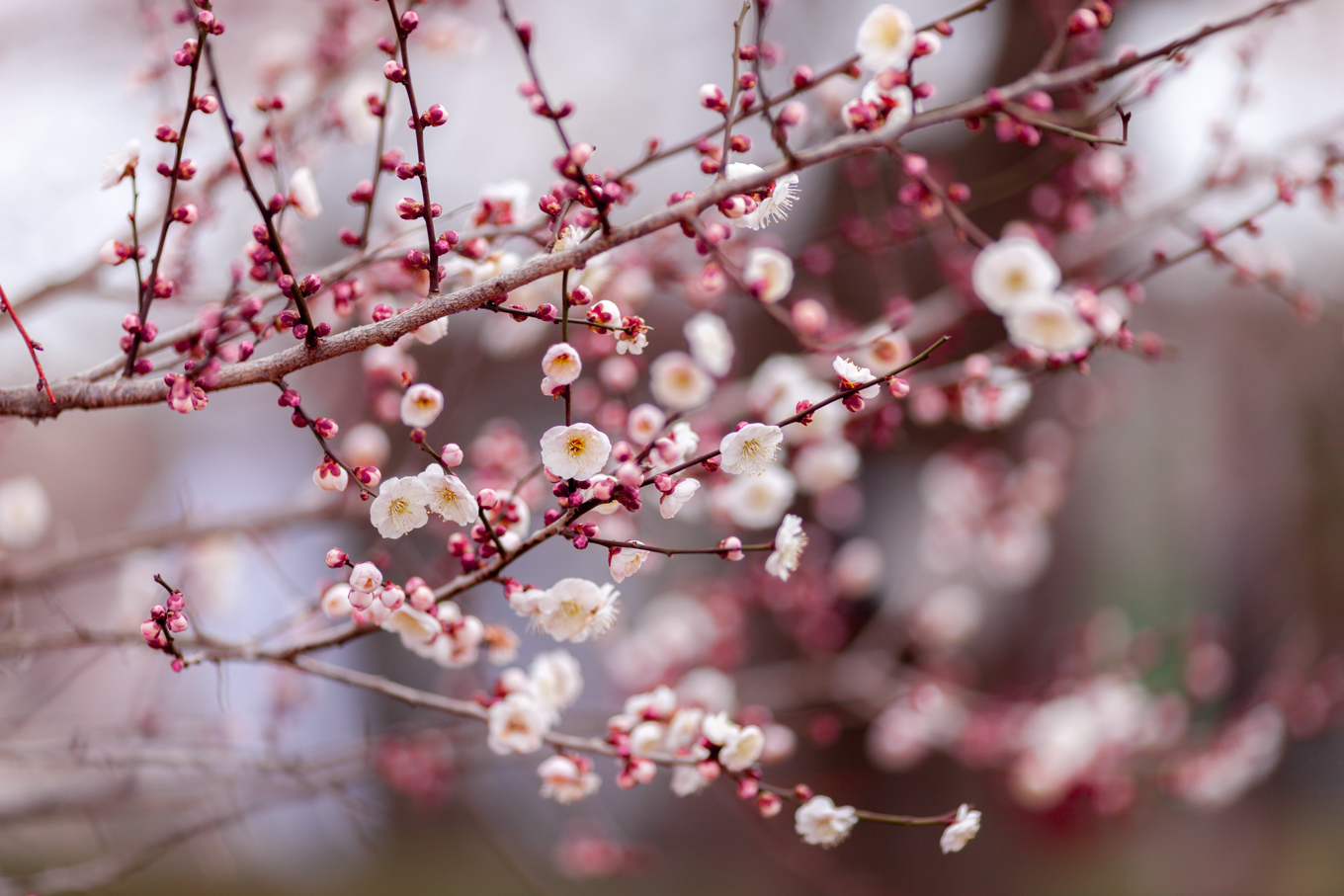 偕楽園の梅の花_c0369219_14051384.jpg