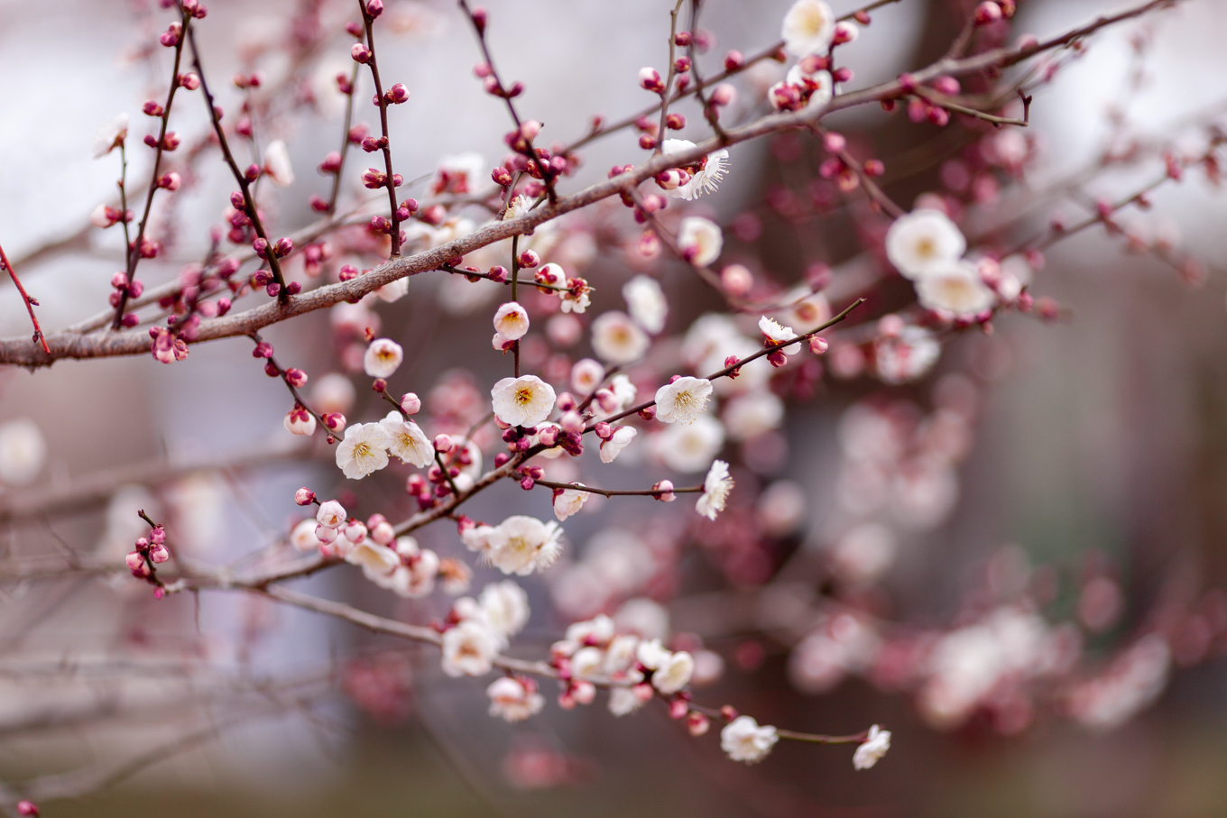 偕楽園の梅の花_c0369219_14053746.jpg