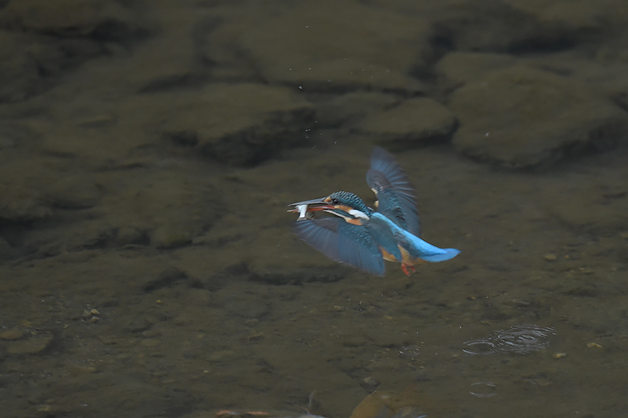 160303 雌の水物など_c0278820_17261391.jpg