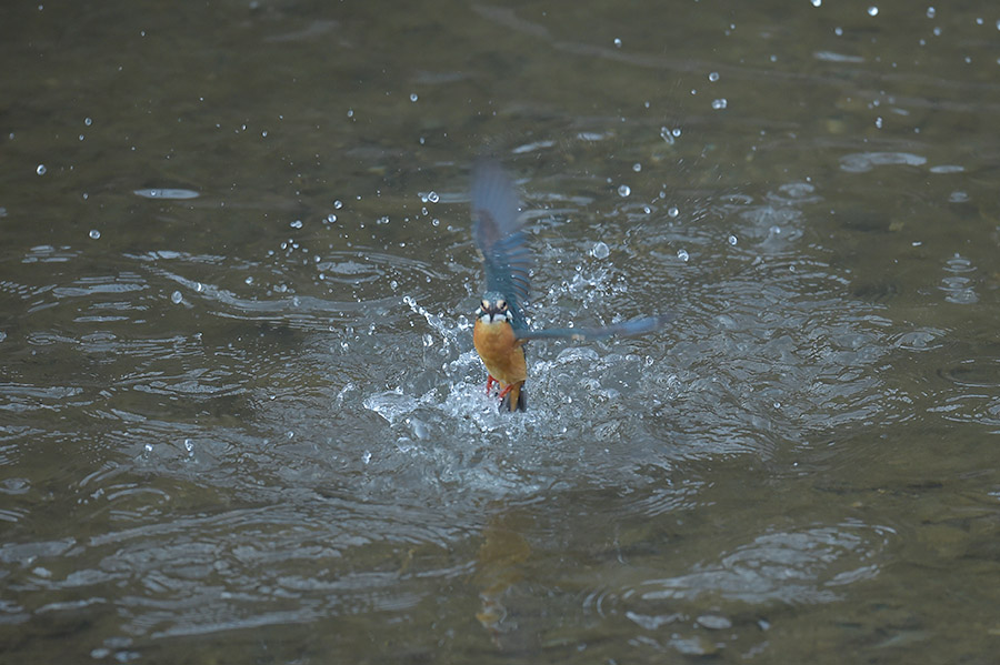 160303 雌の水物など_c0278820_17395778.jpg