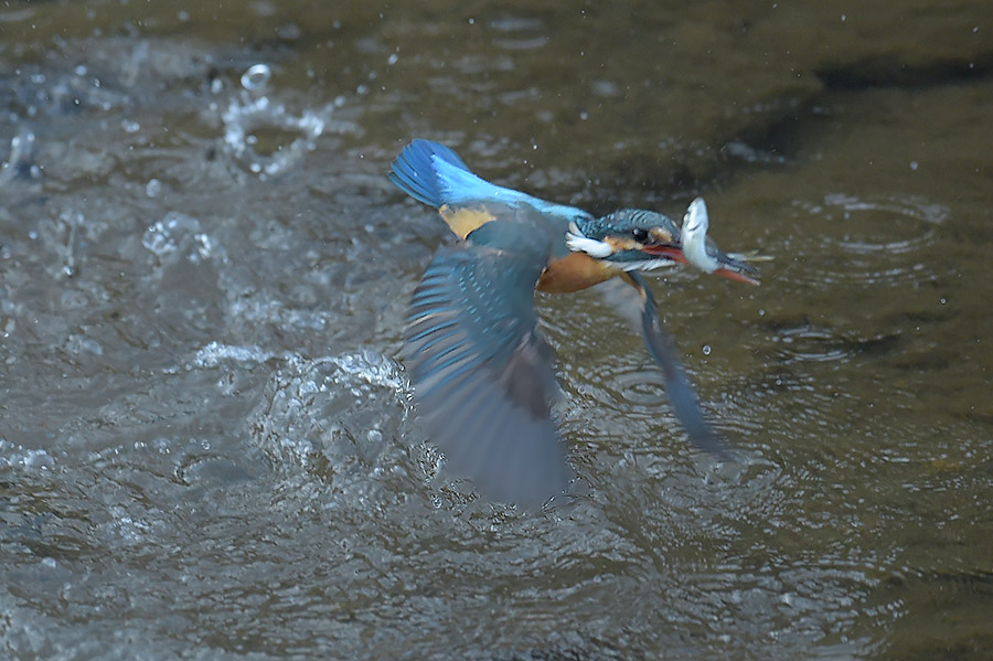 160303 雌の水物など_c0278820_17454644.jpg