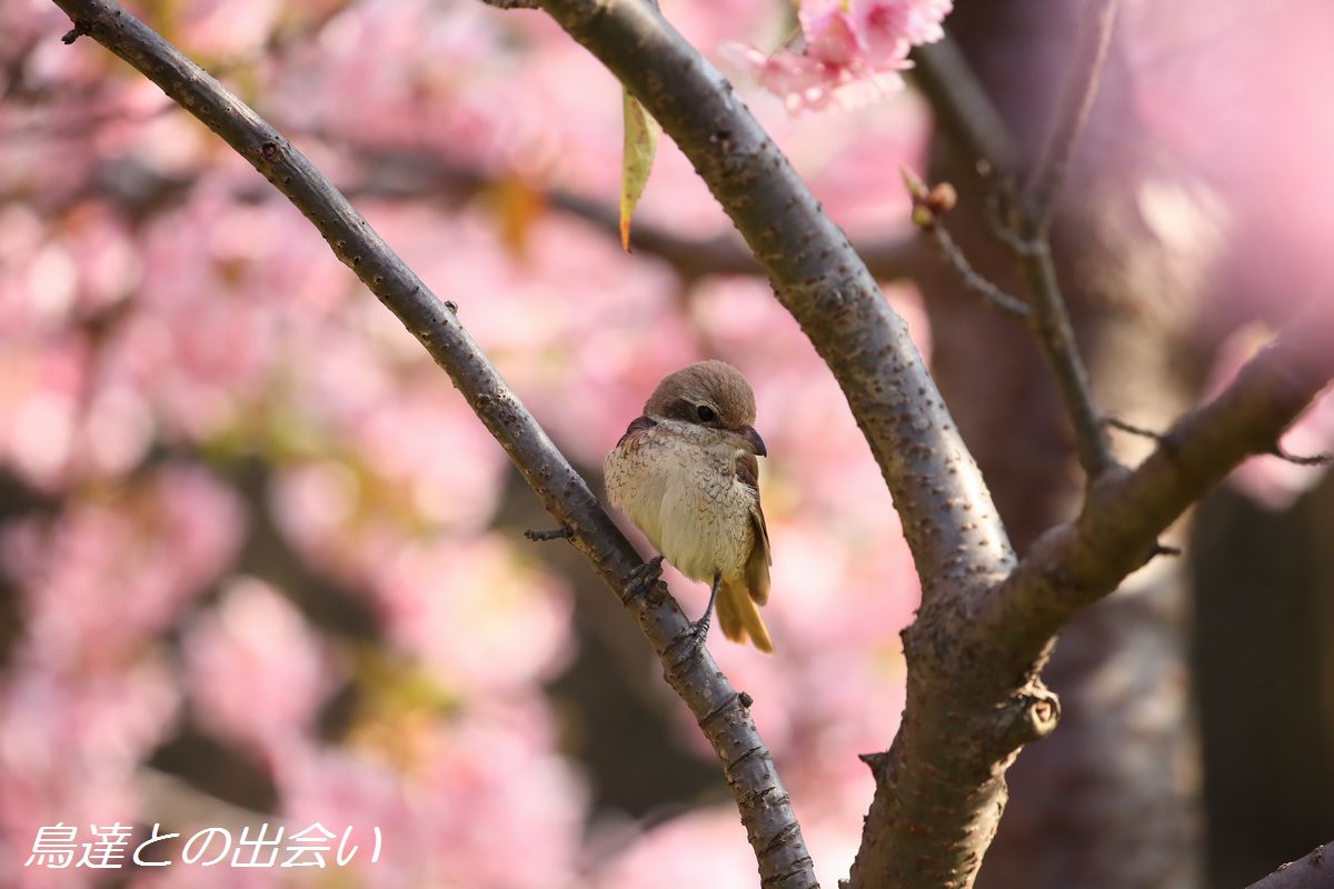 河津桜・・・シマアカモズ_e0139623_2129424.jpg