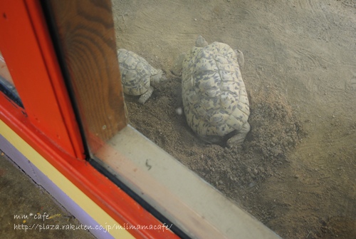 ZOO。_b0351624_20563741.jpeg