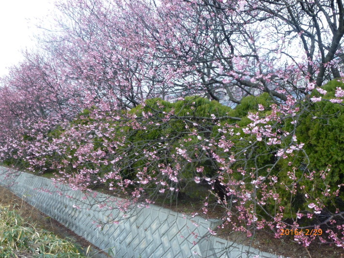 丹原町　宮田鉄工所の椿寒桜_d0347025_20422184.jpg