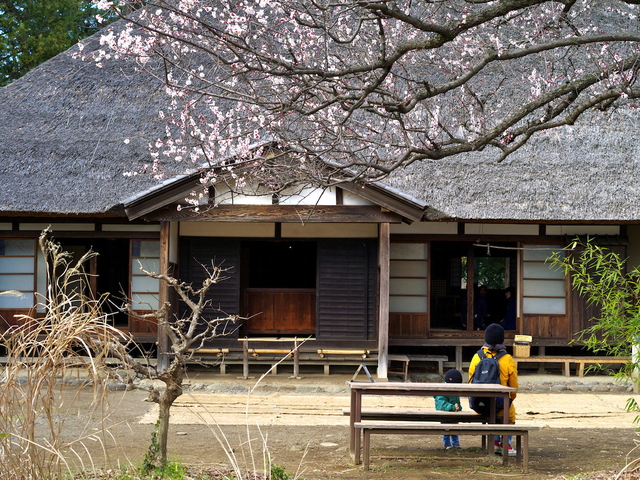 初春の小金井公園_b0191026_16401889.jpg