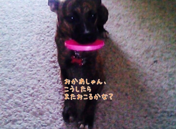 d0269832_17435986.jpeg