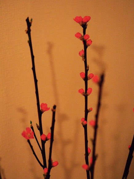d0341450_11411495.jpeg