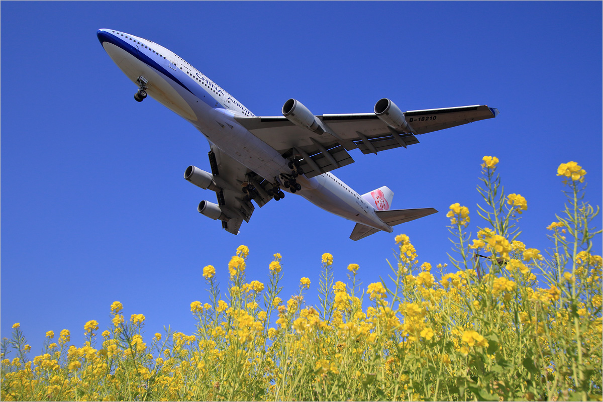 菜の花 梅の花 福岡空港 2ndframe 菜の花 梅の花 福岡空港 2ndframe